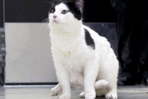 Унікальна кішка з шістьма лапами